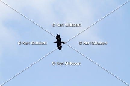 Karl-Gillebert-Grand-Corbeau-Corvus-corax-0266