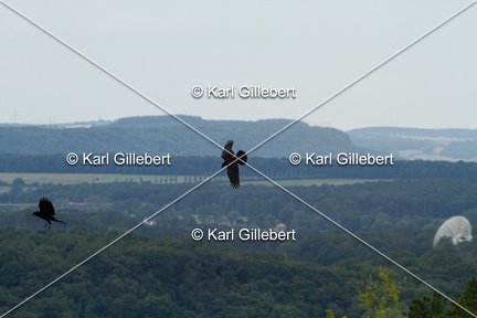 Karl-Gillebert-Grand-Corbeau-Corvus-corax-1903