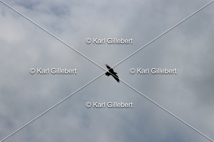 Karl-Gillebert-Grand-Corbeau-Corvus-corax-9417