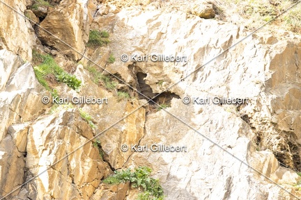 Karl-Gillebert-Grand-duc-d-Europe-Bubo-bubo-1723