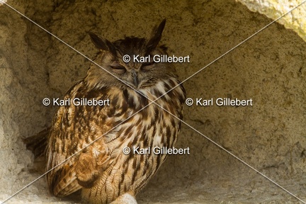 Karl-Gillebert-Grand-duc-d-Europe-Bubo-bubo-1841