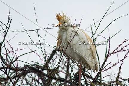 Karl-Gillebert-Heron-garde-boeufs-Bubulcus-ibis-3348