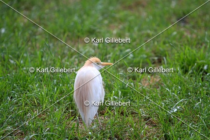 Karl-Gillebert-Heron-garde-bœufs-Bubulcus-ibis-6341