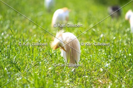 Karl-Gillebert-Heron-garde-bœufs-Bubulcus-ibis-6365
