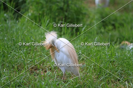 Karl-Gillebert-Heron-garde-bœufs-Bubulcus-ibis-6384