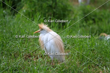 Karl-Gillebert-Heron-garde-bœufs-Bubulcus-ibis-6385