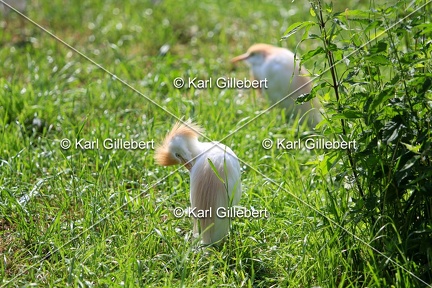 Karl-Gillebert-Heron-garde-bœufs-Bubulcus-ibis-6469