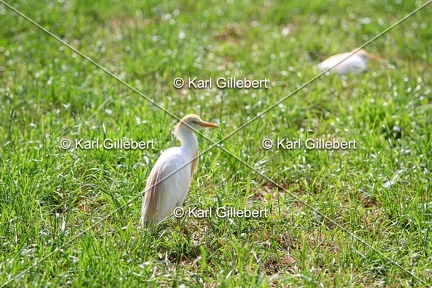 Karl-Gillebert-Heron-garde-bœufs-Bubulcus-ibis-6517