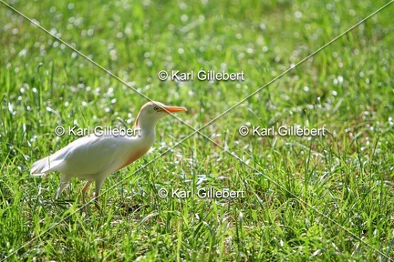 Karl-Gillebert-Heron-garde-bœufs-Bubulcus-ibis-6619