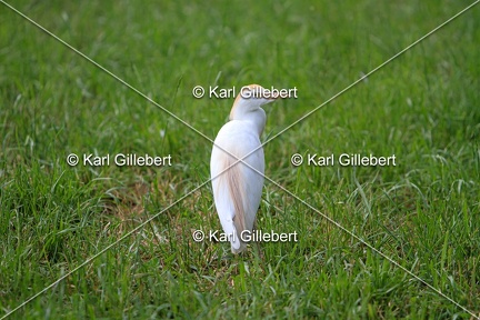 Karl-Gillebert-Heron-garde-bœufs-Bubulcus-ibis-6625