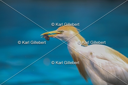 Karl-Gillebert-Heron-garde-bœufs-Bubulcus-ibis-6883