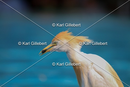 Karl-Gillebert-Heron-garde-bœufs-Bubulcus-ibis-6887