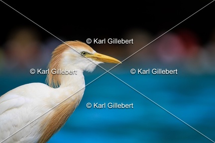 Karl-Gillebert-Heron-garde-bœufs-Bubulcus-ibis-7005