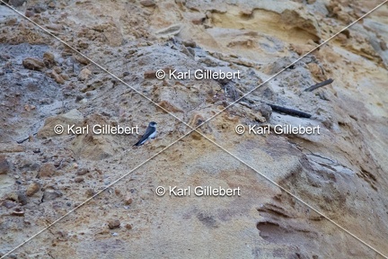 Karl-Gillebert-hirondelle-de-rivage-Riparia-riparia-3831