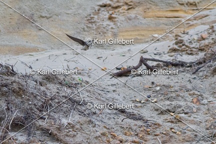 Karl-Gillebert-hirondelle-de-rivage-Riparia-riparia-3814