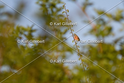 Karl-Gillebert-Linotte-melodieuse-Linaria-cannabina-1270