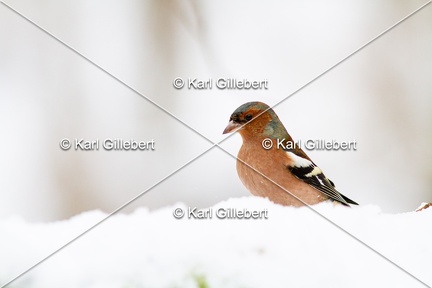 Karl-Gillebert-Pinson-des-arbres-(Fringilla-coelebs-4798