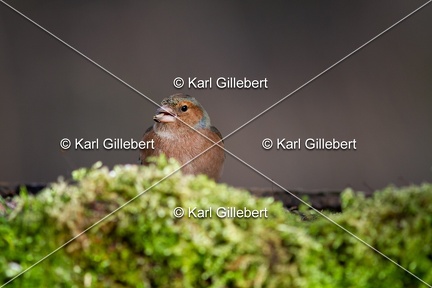 Karl-Gillebert-Pinson-des-arbres-(Fringilla-coelebs-5517
