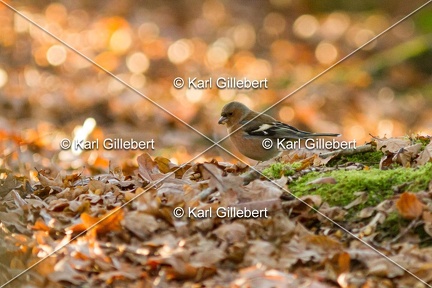 Karl-Gillebert-Pinson-des-arbres-(Fringilla-coelebs-8189