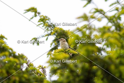 Karl-Gillebert-Pouillot-veloce-Phylloscopus-collybita-1786