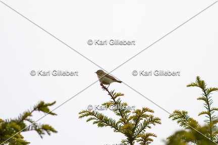 Karl-Gillebert-Pouillot-veloce-Phylloscopus-collybita-1800