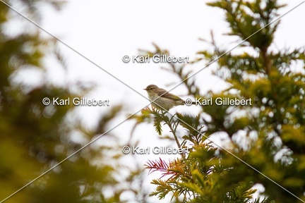 Karl-Gillebert-Pouillot-veloce-Phylloscopus-collybita-1810