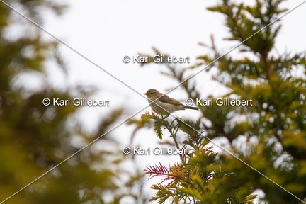 Karl-Gillebert-Pouillot-veloce-Phylloscopus-collybita-1811