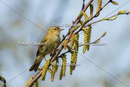 Karl-Gillebert-Pouillot-veloce-Phylloscopus-collybita-4427