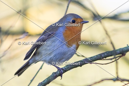 Karl-Gillebert-Rouge-gorge-familier-Erithacus-rubecula-1293