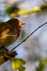 Karl-Gillebert-Rouge-gorge-familier-Erithacus-rubecula-2109