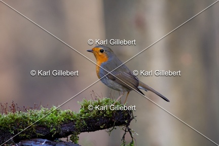 Karl-Gillebert-Rouge-gorge-familier-Erithacus-rubecula-2874