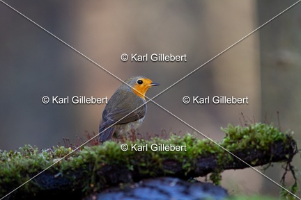Karl-Gillebert-Rouge-gorge-familier-Erithacus-rubecula-2878
