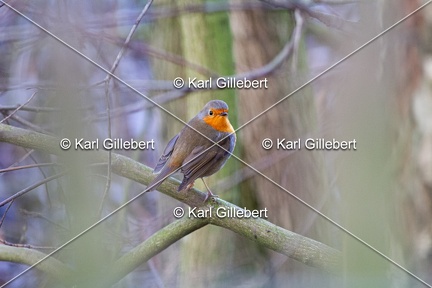 Karl-Gillebert-Rouge-gorge-familier-Erithacus-rubecula-3115