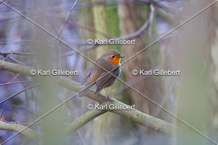 Karl-Gillebert-Rouge-gorge-familier-Erithacus-rubecula-3116
