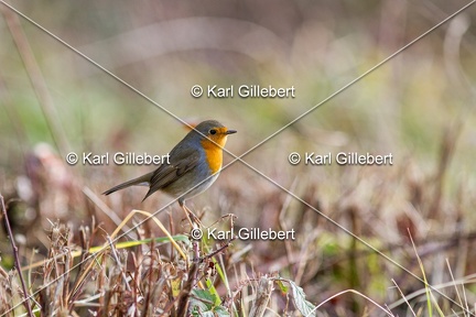 Karl-Gillebert-Rouge-gorge-familier-Erithacus-rubecula-3481