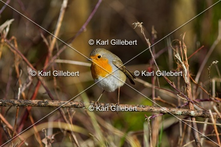 Karl-Gillebert-Rouge-gorge-familier-Erithacus-rubecula-3499