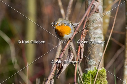 Karl-Gillebert-Rouge-gorge-familier-Erithacus-rubecula-3511