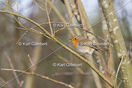 Karl-Gillebert-Rouge-gorge-familier-Erithacus-rubecula-3529