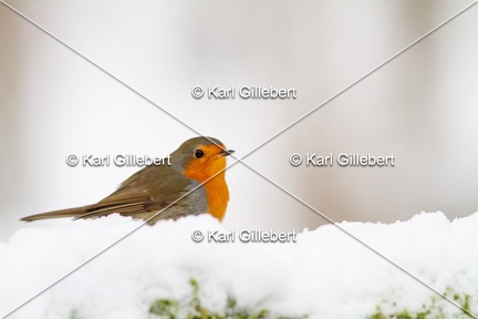 Karl-Gillebert-Rouge-gorge-familier-Erithacus-rubecula-4673