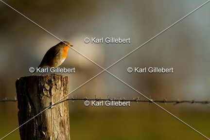 Karl-Gillebert-Rouge-gorge-familier-Erithacus-rubecula-4722