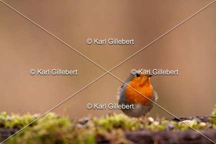 Karl-Gillebert-Rouge-gorge-familier-Erithacus-rubecula-5324