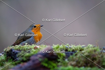 Karl-Gillebert-Rouge-gorge-familier-Erithacus-rubecula-5331