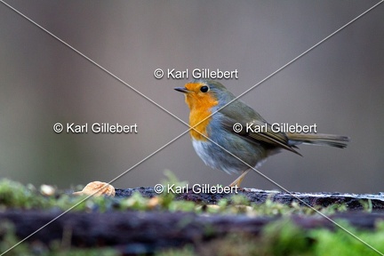 Karl-Gillebert-Rouge-gorge-familier-Erithacus-rubecula-5340