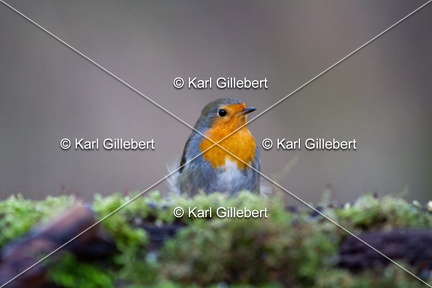 Karl-Gillebert-Rouge-gorge-familier-Erithacus-rubecula-5343