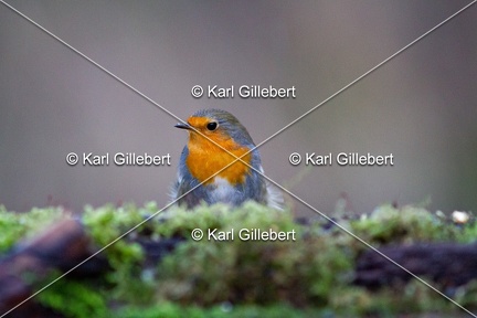 Karl-Gillebert-Rouge-gorge-familier-Erithacus-rubecula-5345