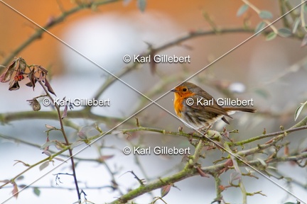 Karl-Gillebert-Rouge-gorge-familier-Erithacus-rubecula-7419