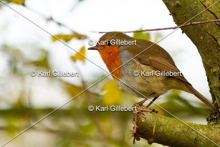 Karl-Gillebert-Rouge-gorge-familier-Erithacus-rubecula-7636
