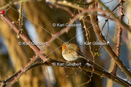 Karl-Gillebert-Rouge-gorge-familier-Erithacus-rubecula-9015
