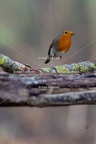Karl-Gillebert-Rouge-gorge-familier-Erithacus-rubecula-9612
