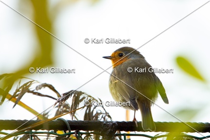 Karl-Gillebert-Rouge-gorge-familier-Erithacus-rubecula-1041